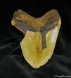 Giant Megalodon Tooth From SC #839-2